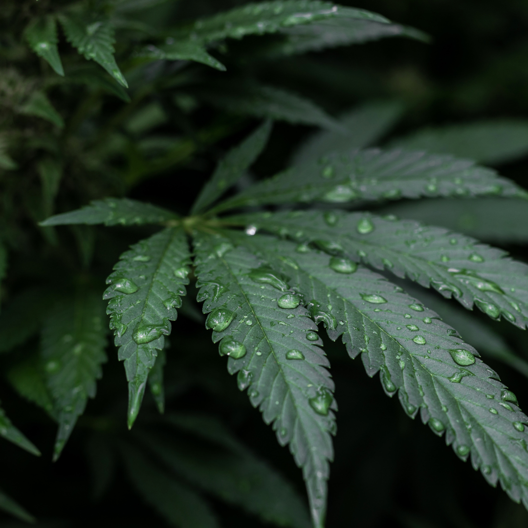 Umorzenie postępowania w sprawie posiadania środków odurzających czyli jak „legalne” cbd stało się źródłem kłopotów.